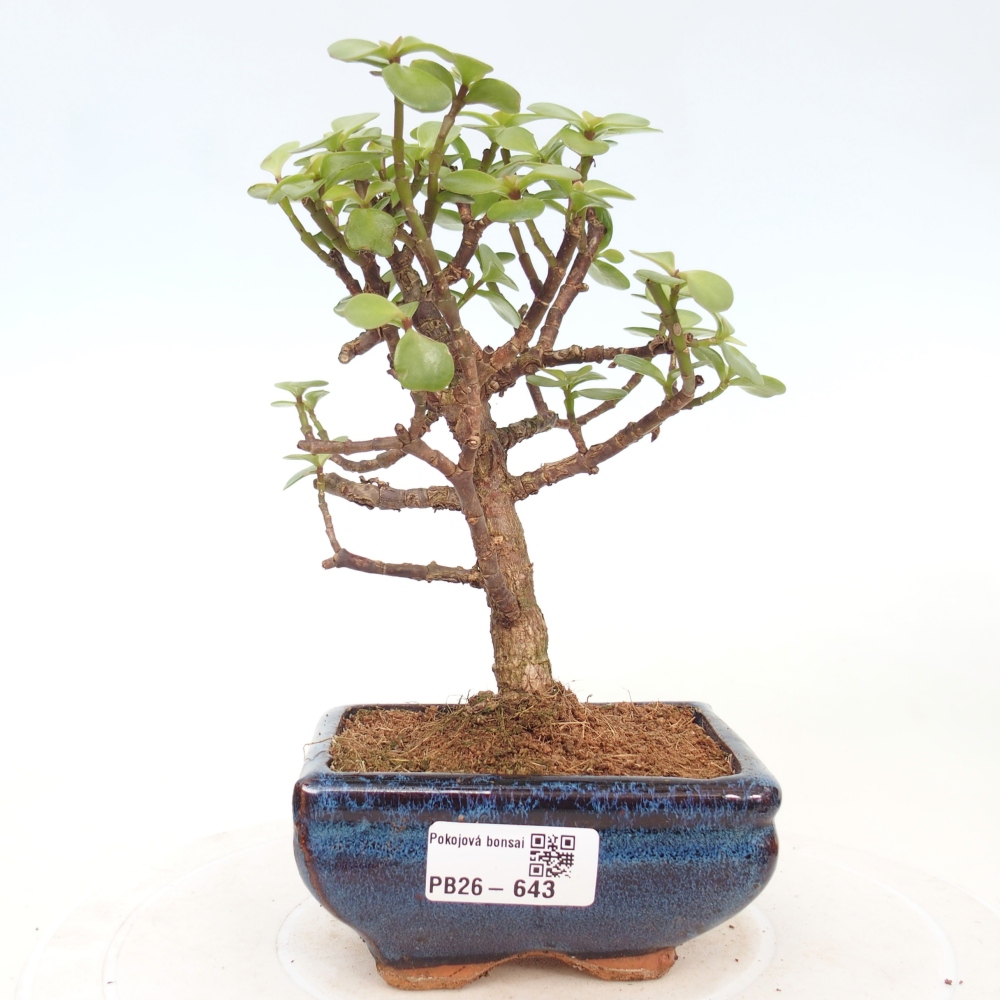 Kamerbonsai - Portulakaria Afra - Tlustice