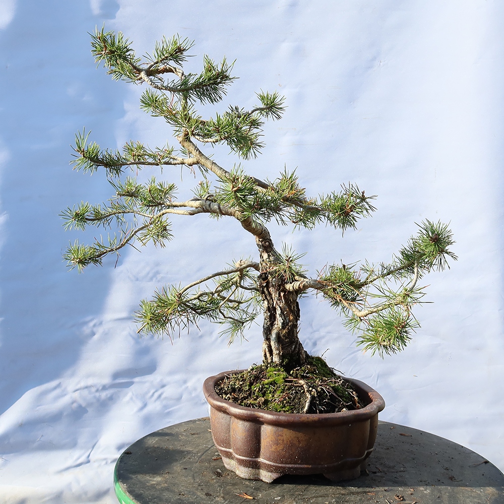 Pinus sylvestris Spanje - grove den