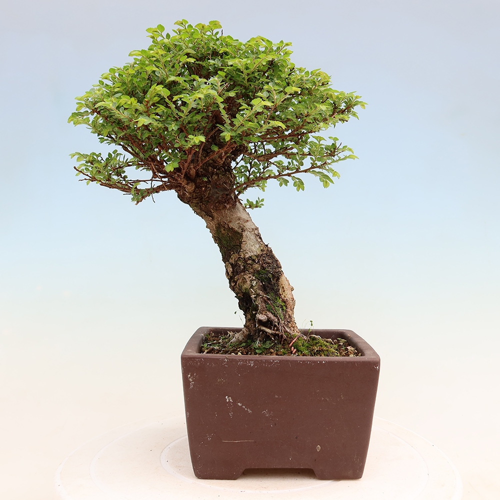 Bonsai voor buiten - Ulmus parvifolia Sagei - Kleinbladige iep