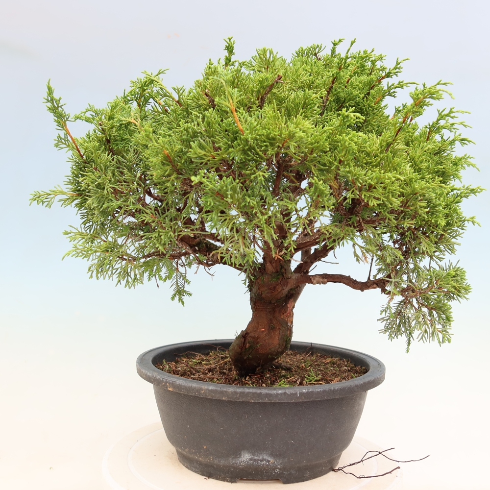 Bonsai voor buiten - Juniperus chinensis Itoigawa-Juniperus chinensis