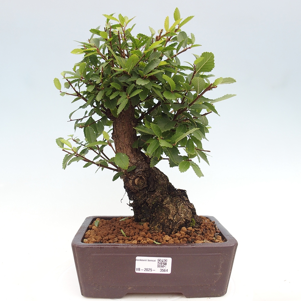 Bonsai voor buiten - Zelkova - Zelkova NIRE