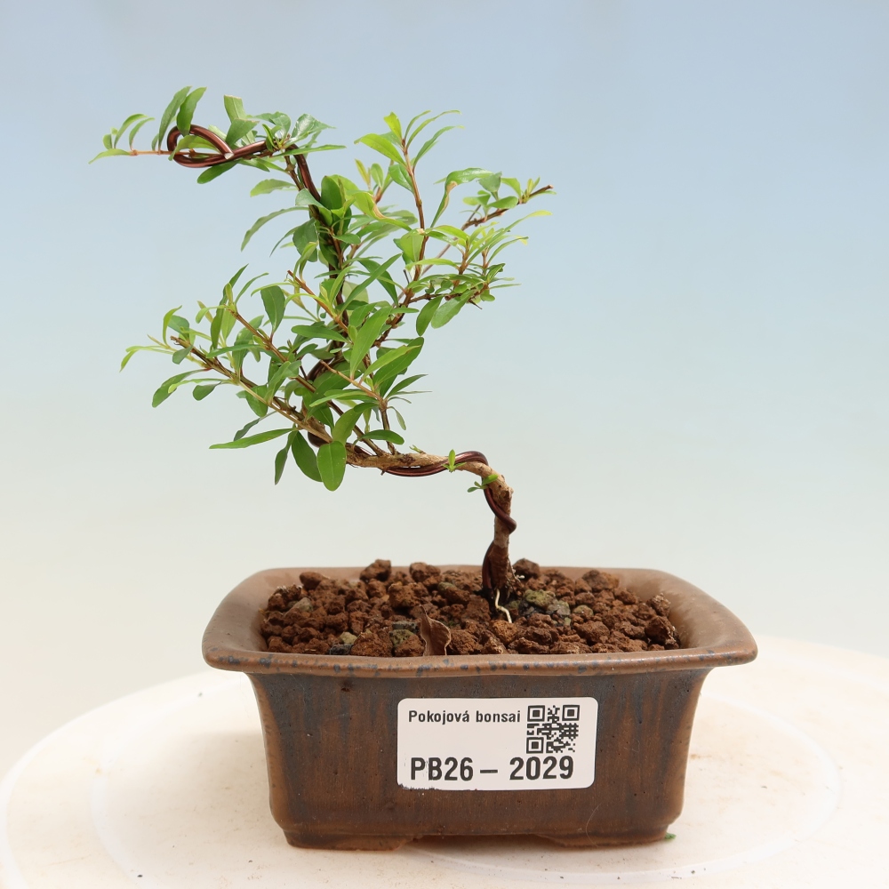 Kamerbonsai-PUNICA granatum nana-Granaatappel