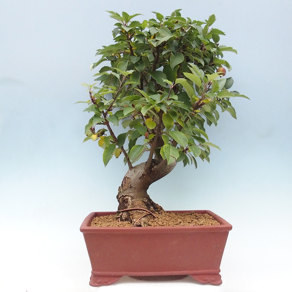 Bonsai voor buiten -Malus halliana - Appelboom met kleine vruchten