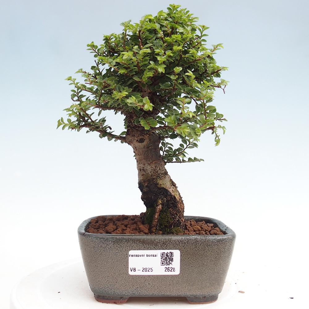 Bonsai voor buiten - Ulmus parvifolia Hokkaido - Chinese iep