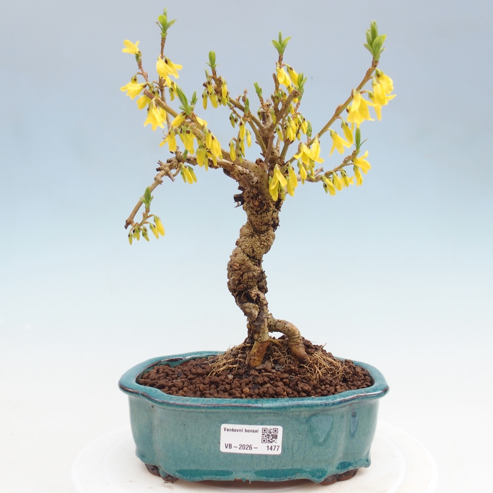 Bonsai voor buiten - Zlatice - Forsythia koreana