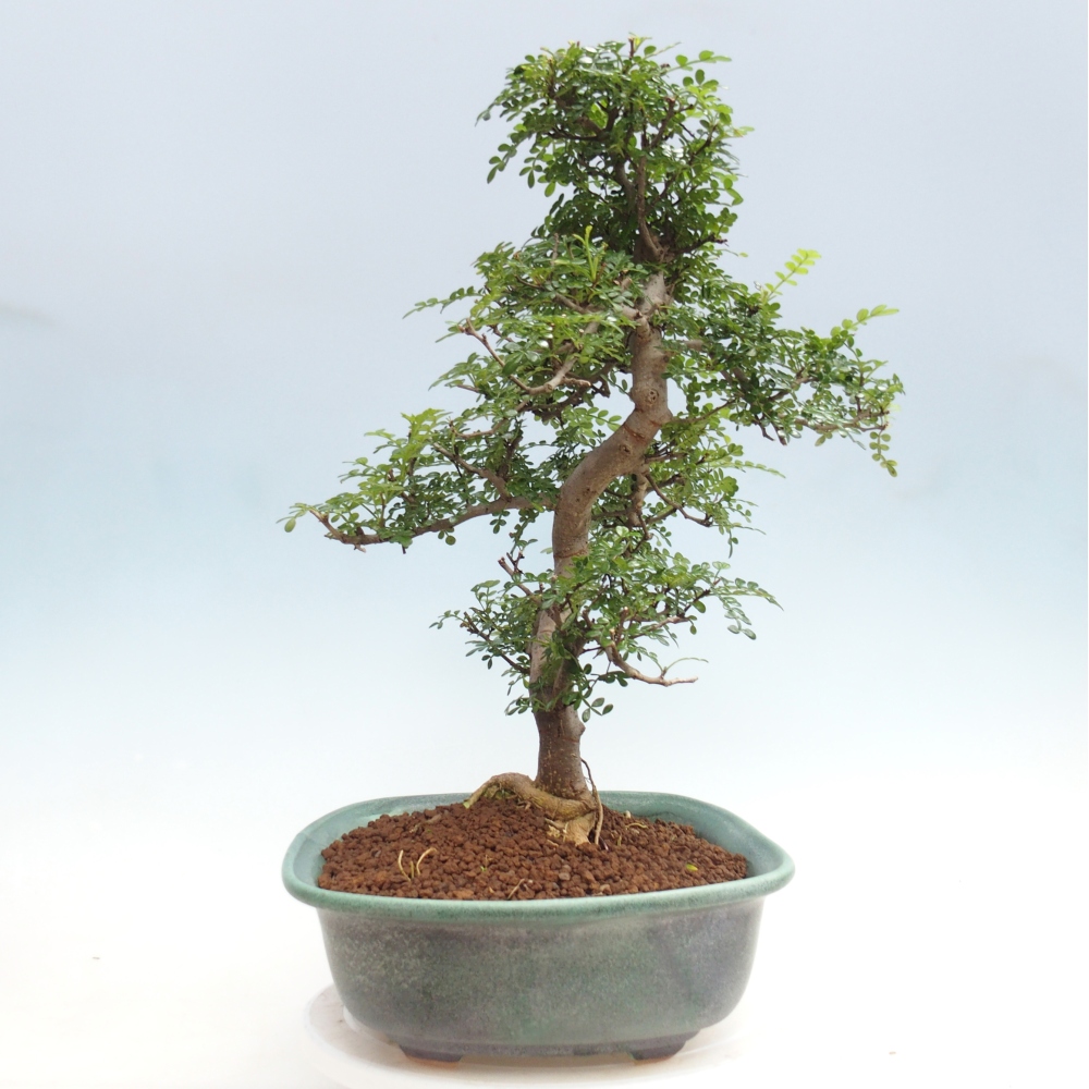 Kamerbonsai - Zantoxylum piperitum - peperboom