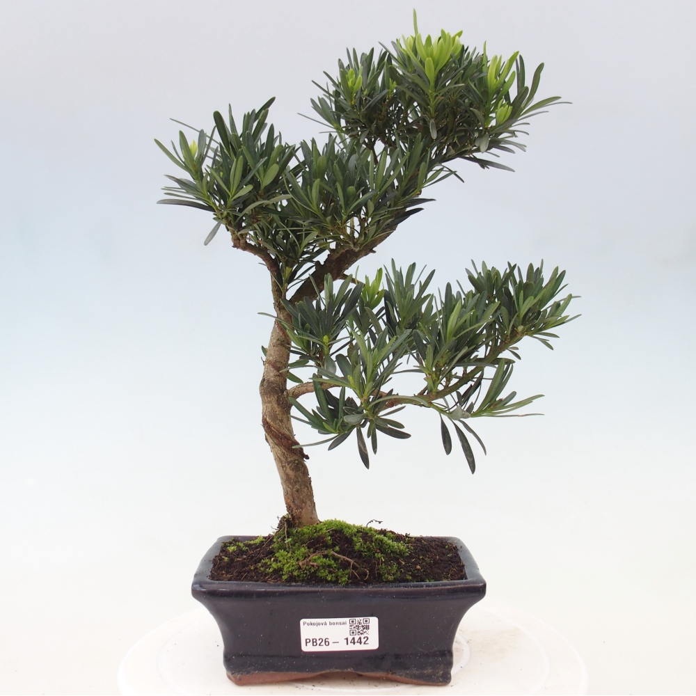 Kamerbonsai - Podocarpus - Taxus