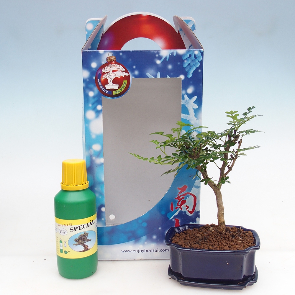Kamerbonsai in geschenkverpakking Zantoxylum piperitum - Peperboom