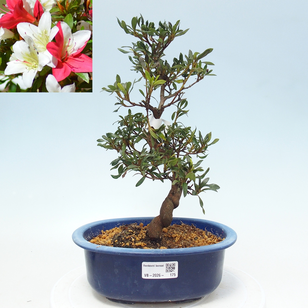 Bonsai voor buiten - Japanse azalea - Azalea CHIHIRO