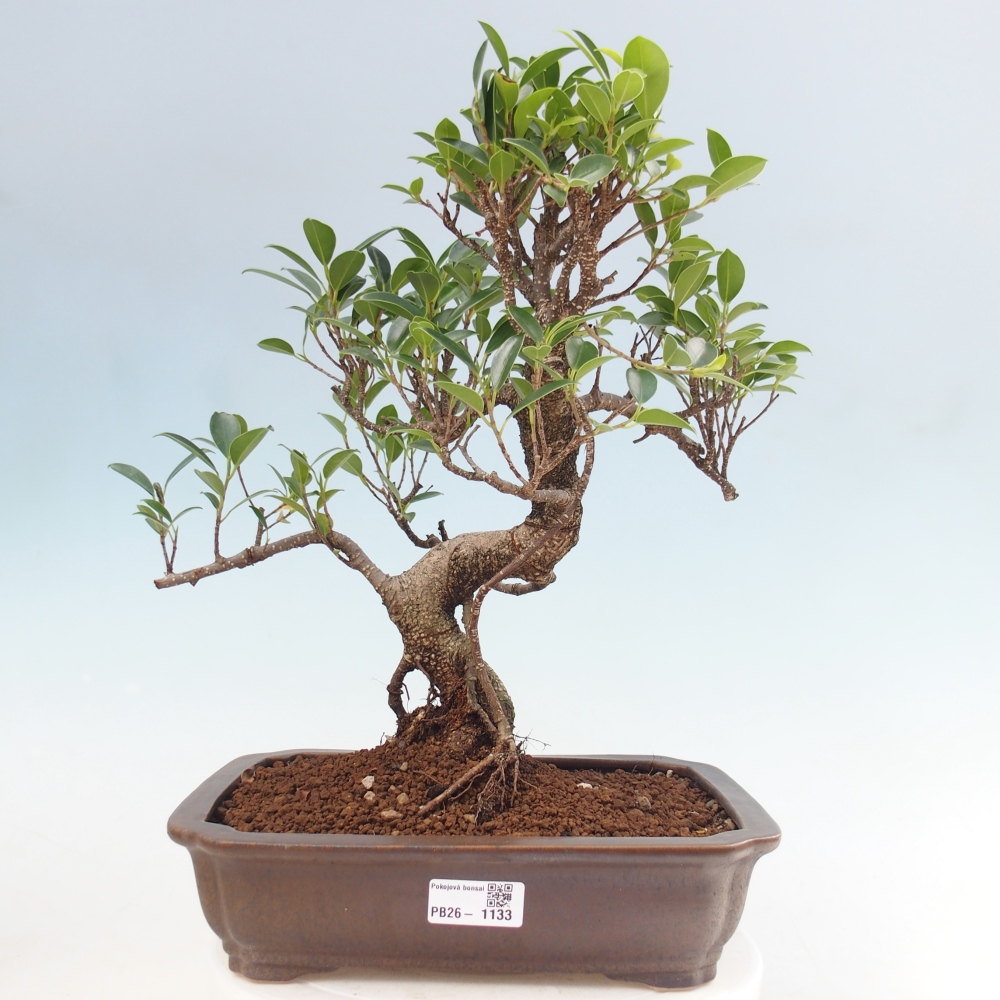 Kamerbonsai - Ficus kimmen - kleinbladige ficus