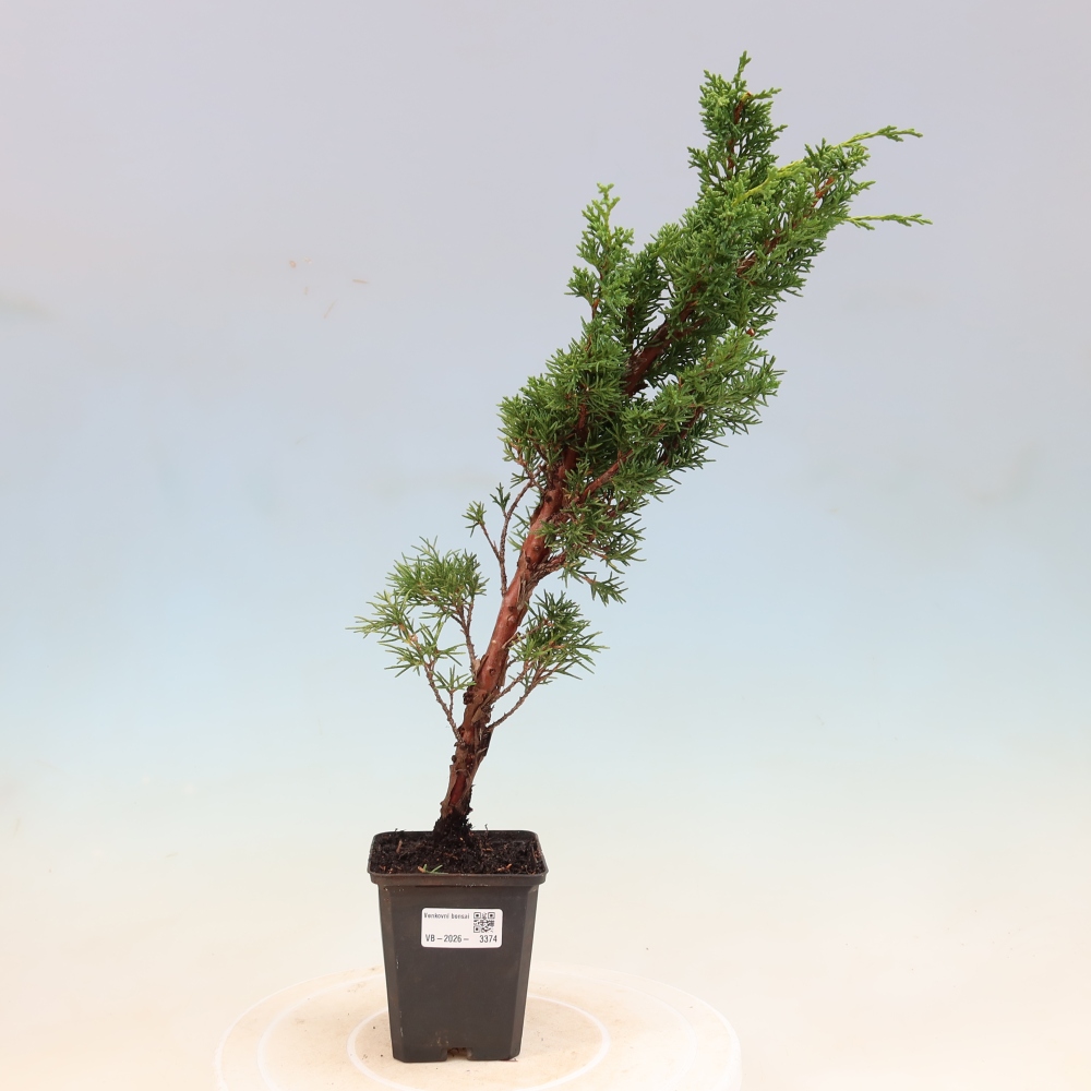 Bonsai voor buiten - Juniperus chinensis Kishu