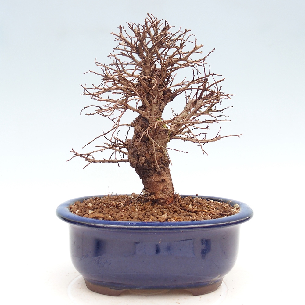 Bonsai voor buiten - Zelkova - Zelkova NIRE