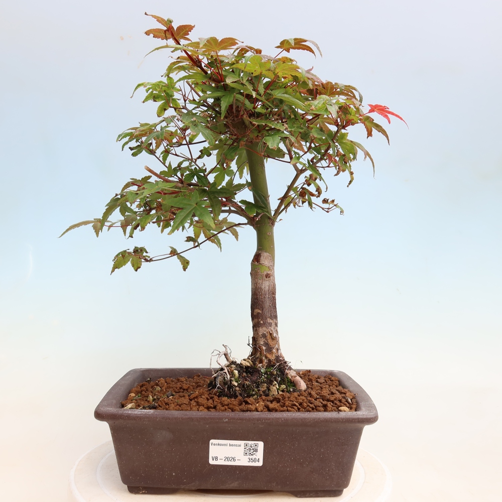Bonsai voor buiten - Acer palmatum DESHOJO