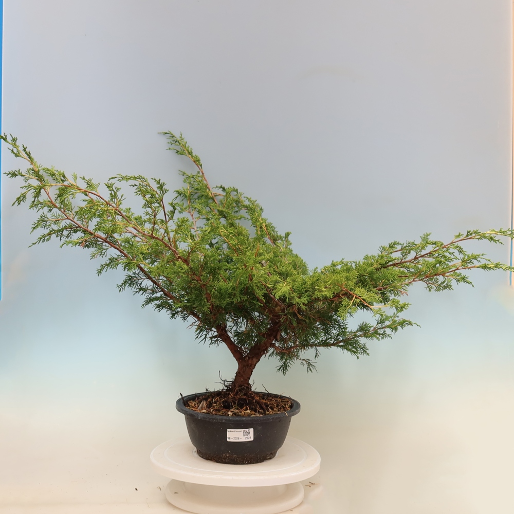 Bonsai voor buiten - Juniperus chinensis Itoigawa