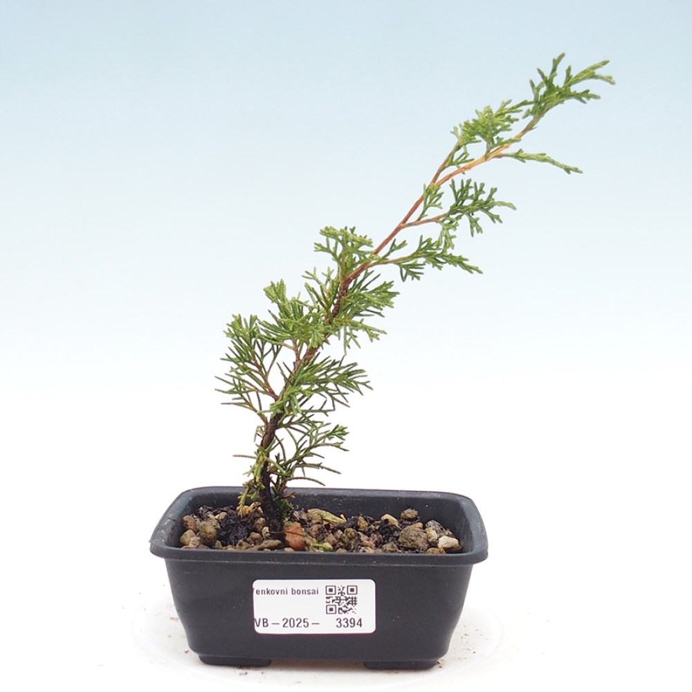Bonsai voor buiten - Juniperus chinensis Itoigawa