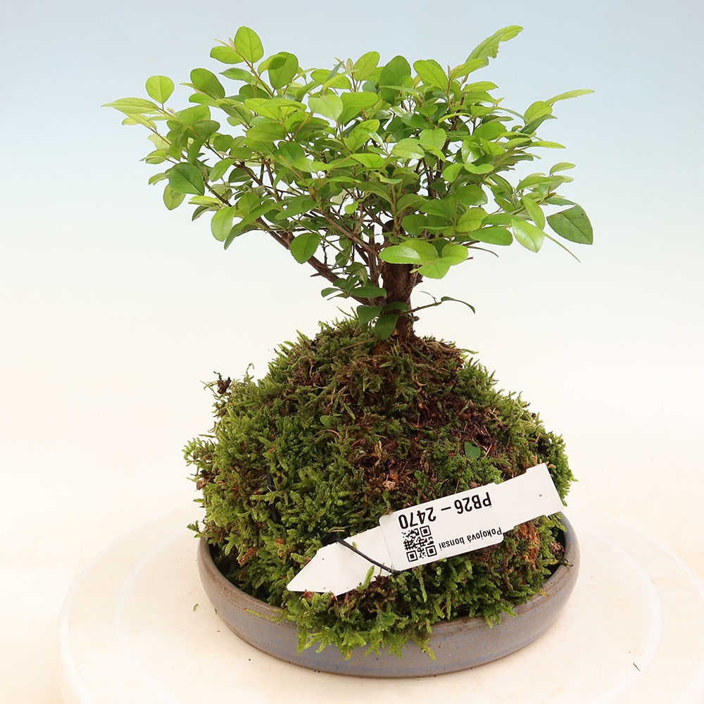 Kokedama met schaal - Sagerécie thea - Sagerécie thea