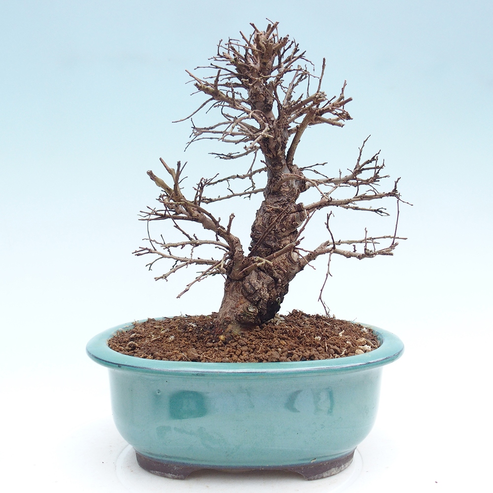 Bonsai voor buiten - Zelkova - Zelkova NIRE