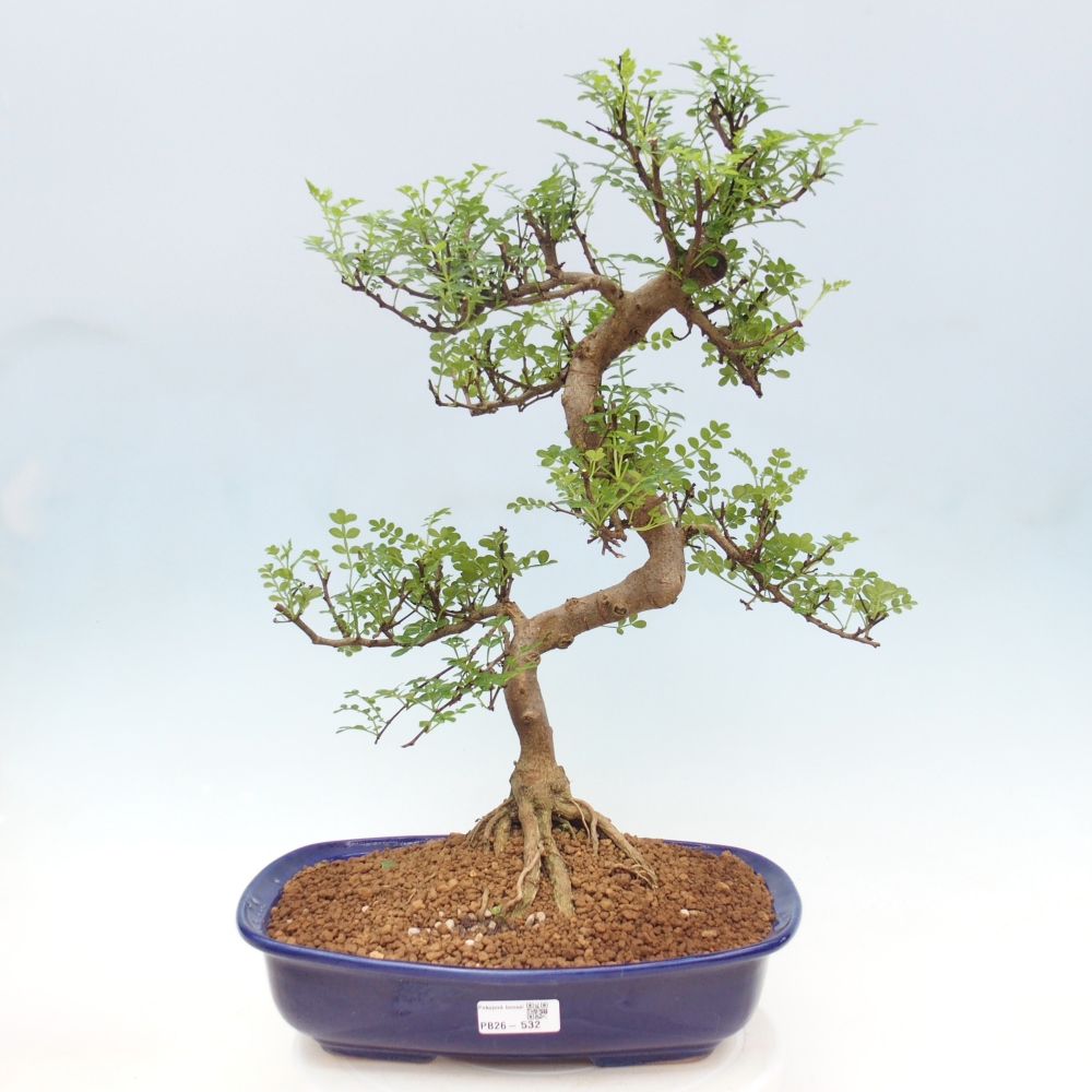 Kamerbonsai - Zantoxylum piperitum - peperboom