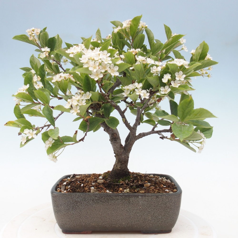 Bonsai voor buiten - Photinia villosa