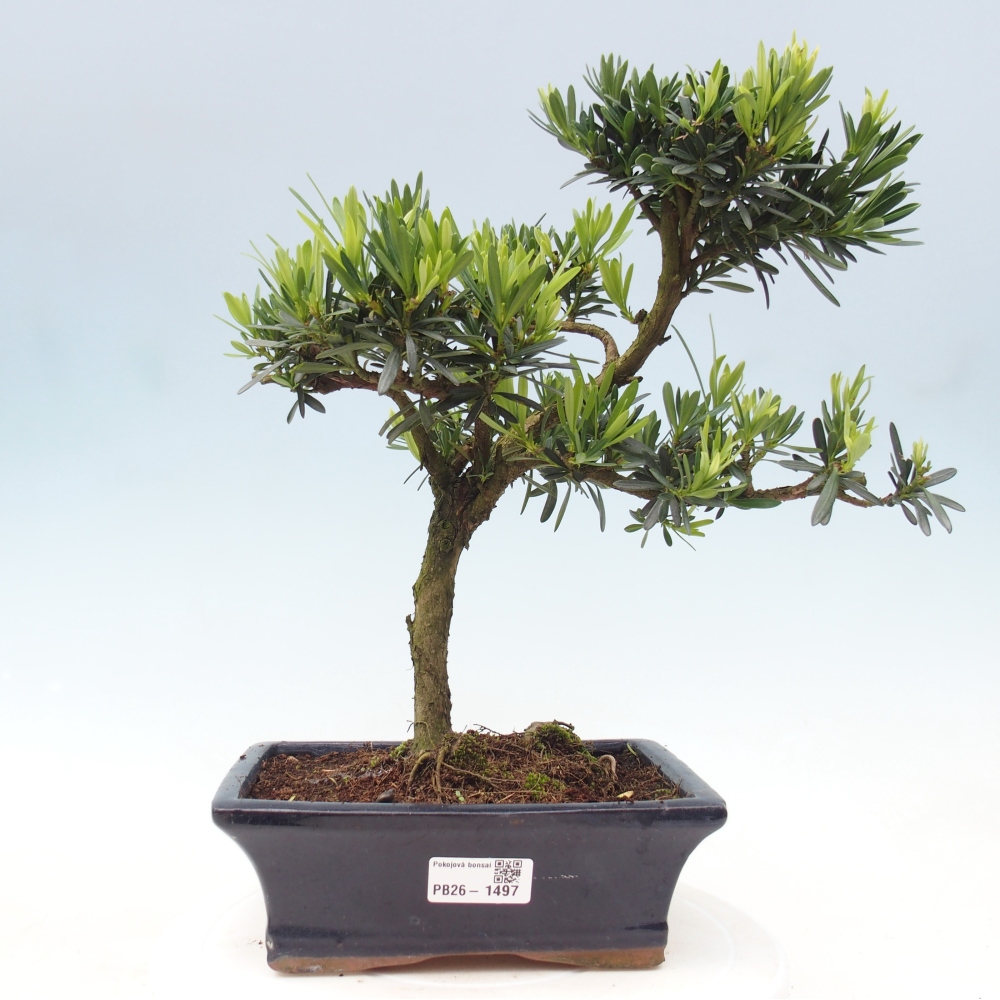 Kamerbonsai - Podocarpus - Taxus
