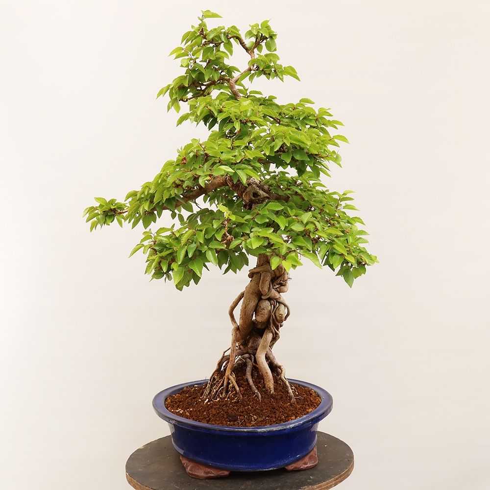 Bonsai voor buiten -Carpinus Coreana - Koreaanse haagbeuk