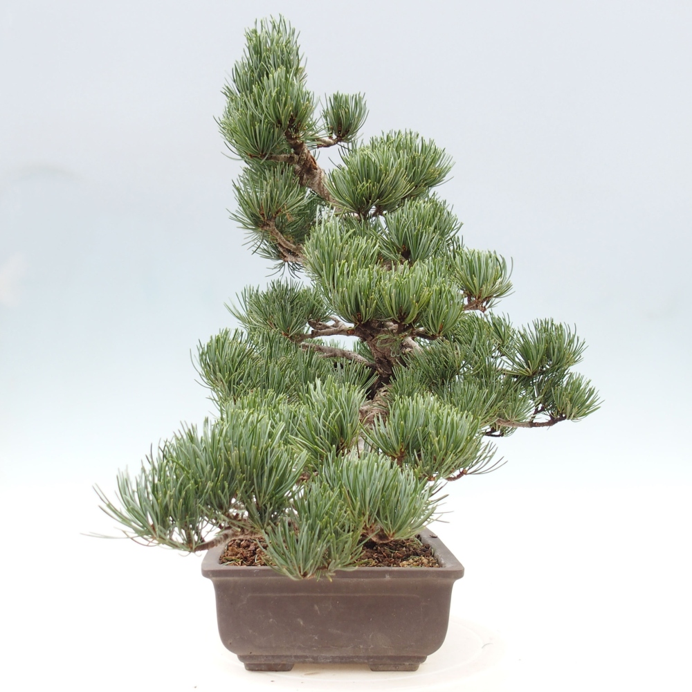 Bonsai voor buiten - Pinus parviflora - Pinus parviflora