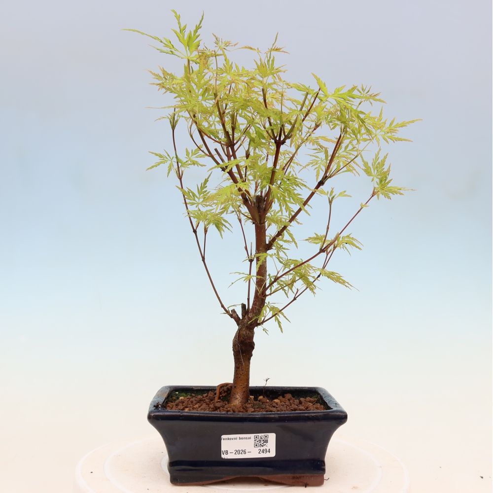 Bonsai voor buiten - Acer palmatum Dissectum