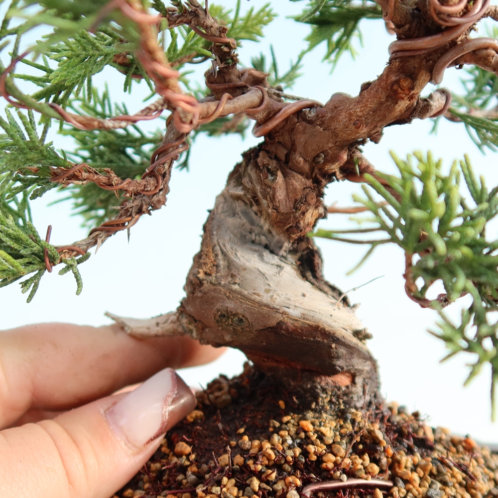Bonsai voor buiten - Juniperus chinensis Itoigawa