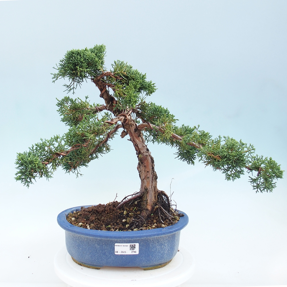 Bonsai voor buiten - Juniperus chinensis Kishu