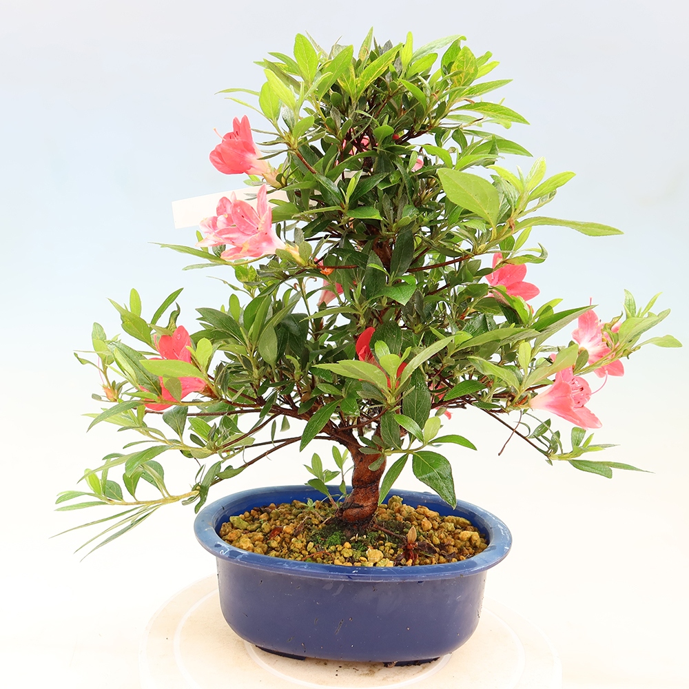 Bonsai voor buiten - Japanse Azalea - Azalea Beniko