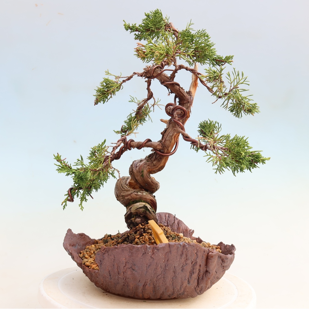 Bonsai voor buiten - Juniperus chinensis Itoigawa-Juniperus chinensis