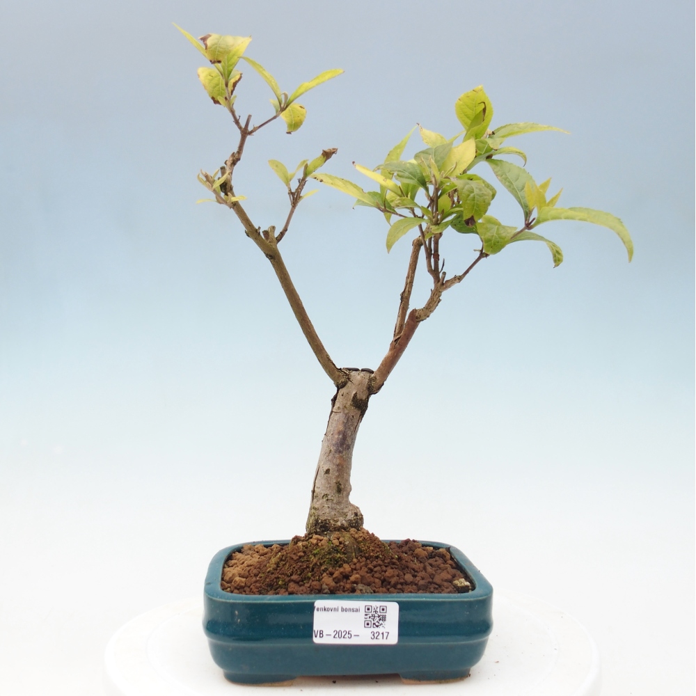Bonsai voor buiten - Callicarpa japonica