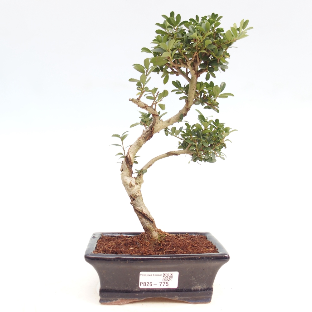 Kamerbonsai - Ilex crenata - Hulst