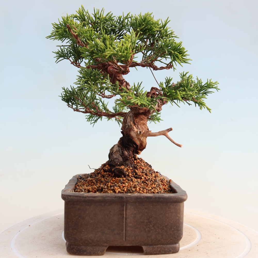 Bonsai voor buiten - Juniperus chinensis Itoigawa