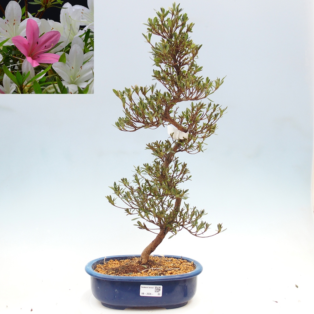 Bonsai voor buiten - Japanse Azalea - Azalea Hakurin