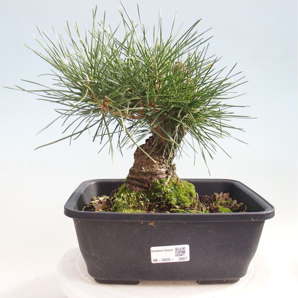 Bonsai voor buiten - Pinus thunbergii - Thunberg den