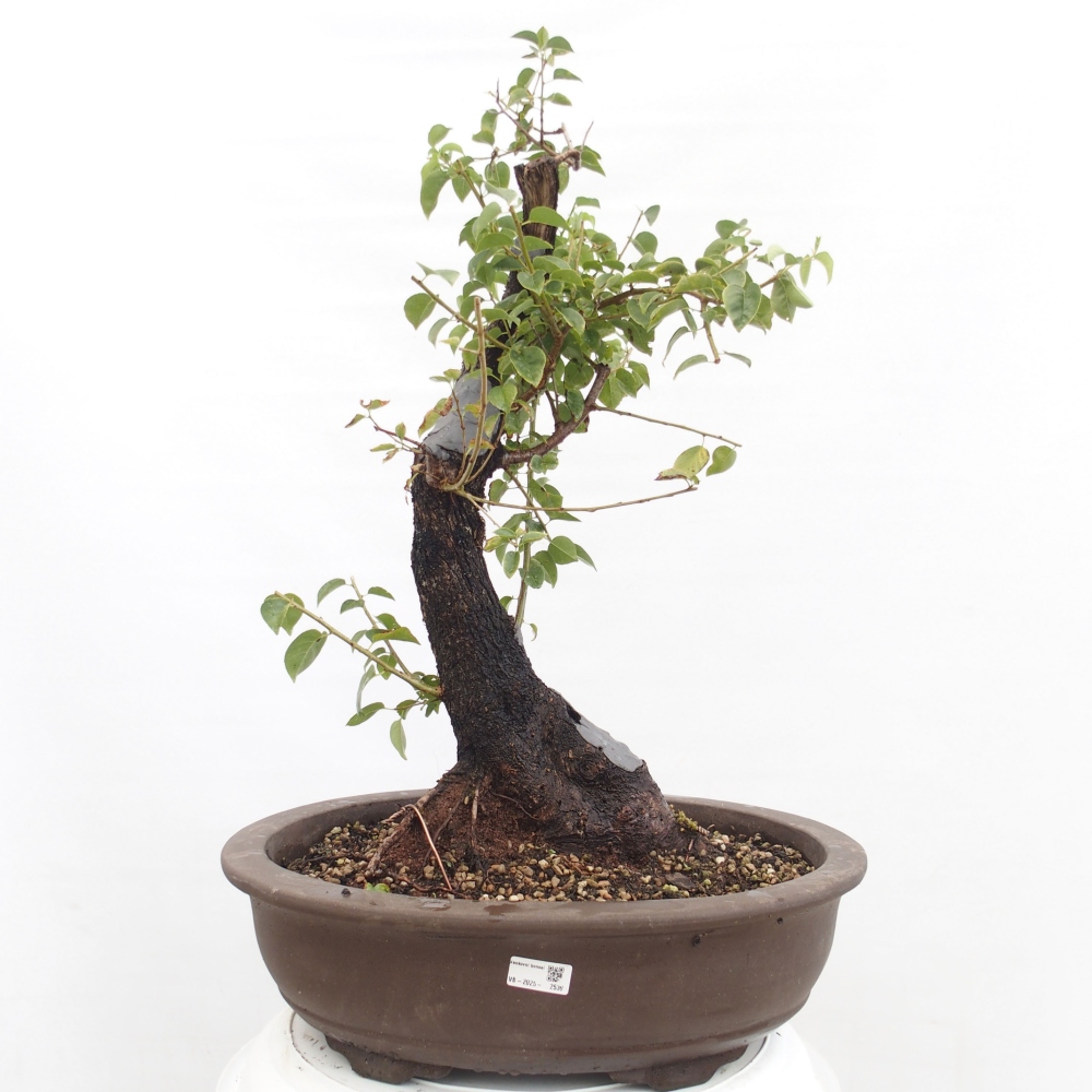 Bonsai voor buiten - Mahalebka - Prunus mahaleb