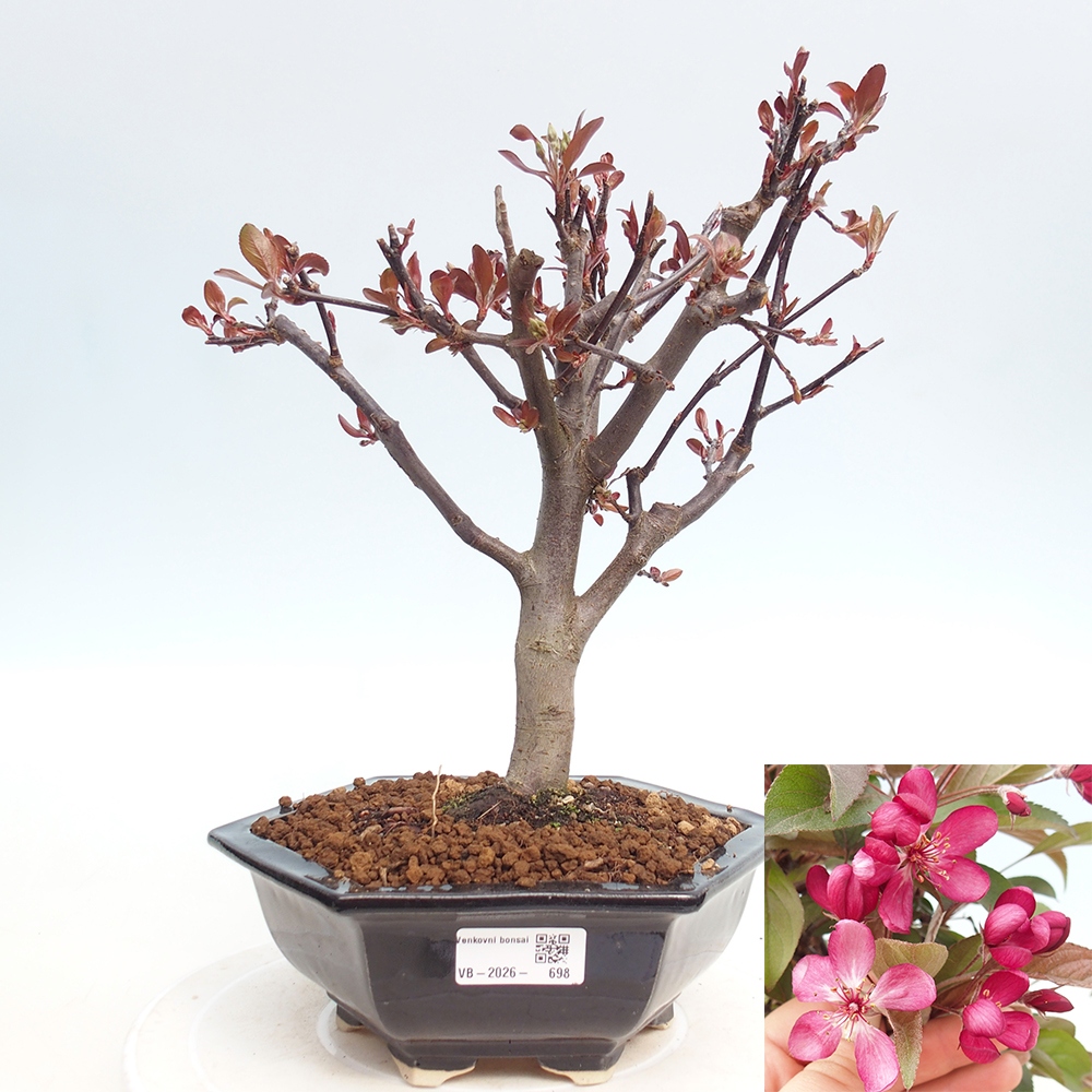 Bonsai voor buiten -Malus domestica - Roodbladige appelboom met kleine vruchten