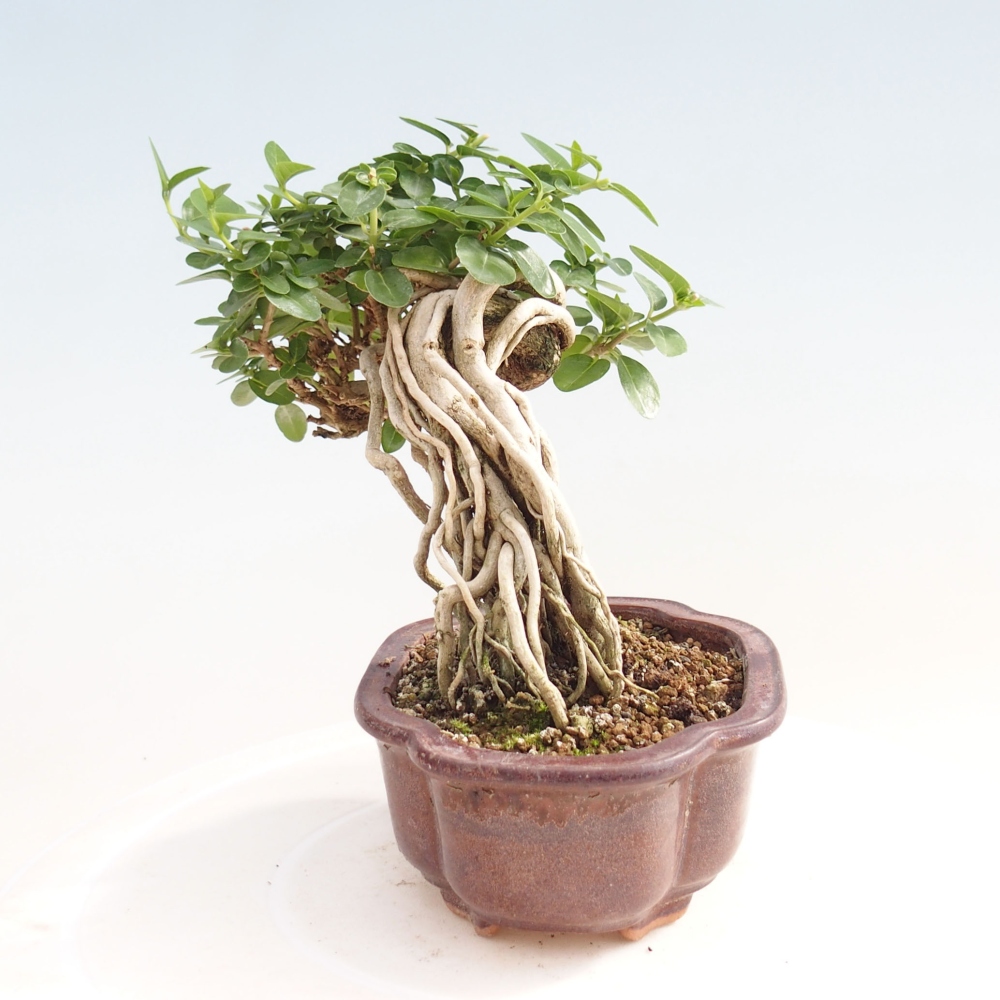 Bonsai voor binnen - Premna serratifolia - Kozlovna malolista