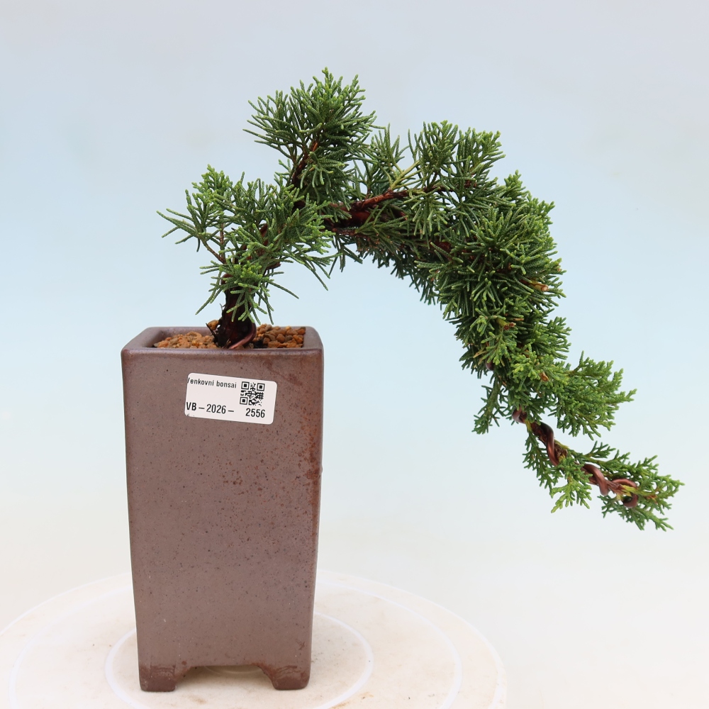 Bonsai voor buiten - Juniperus chinensis Kishu