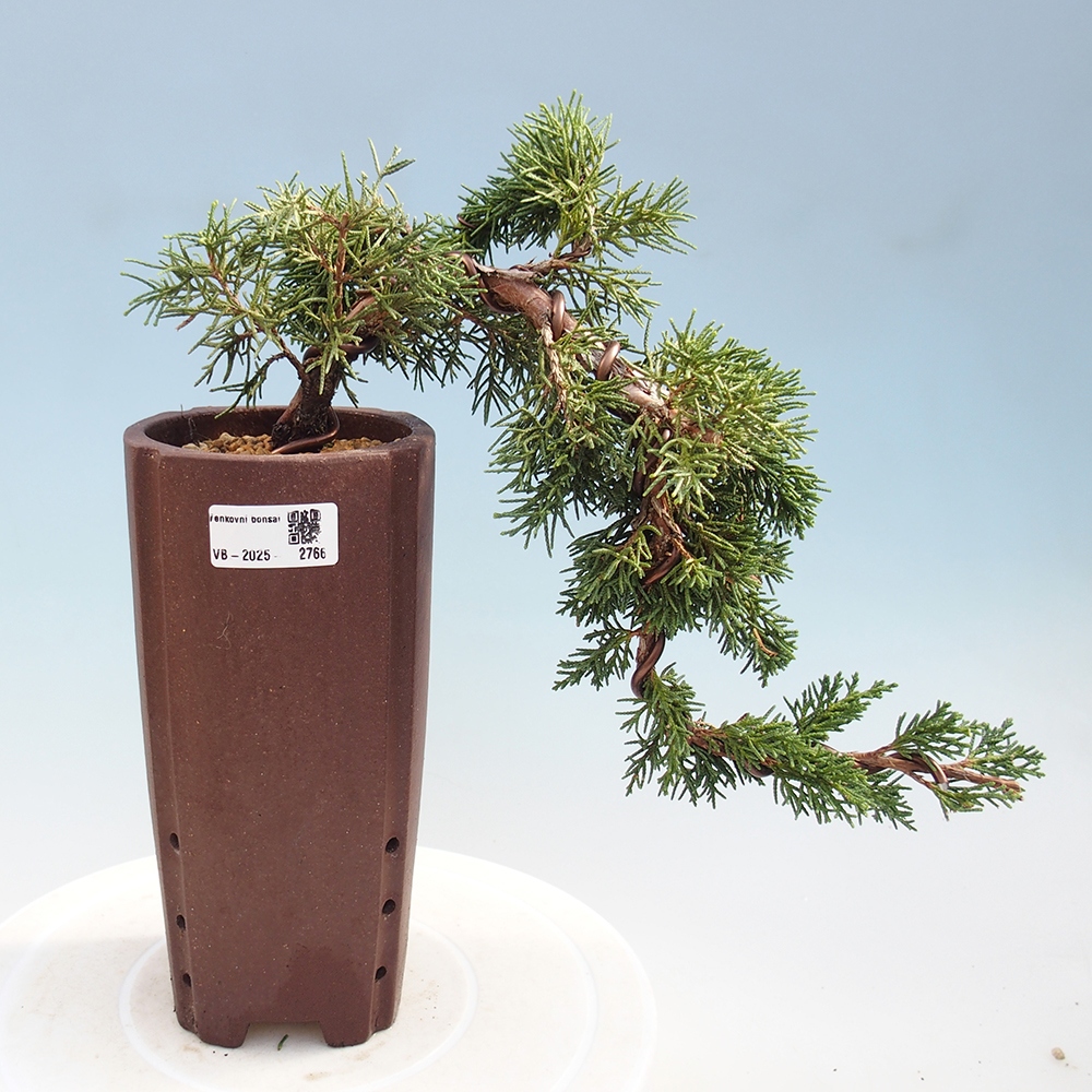 Bonsai voor buiten - Juniperus chinensis Kishu
