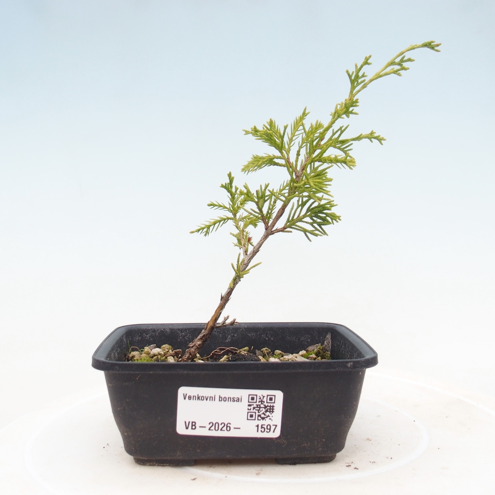 Bonsai voor buiten - Juniperus chinensis Itoigawa