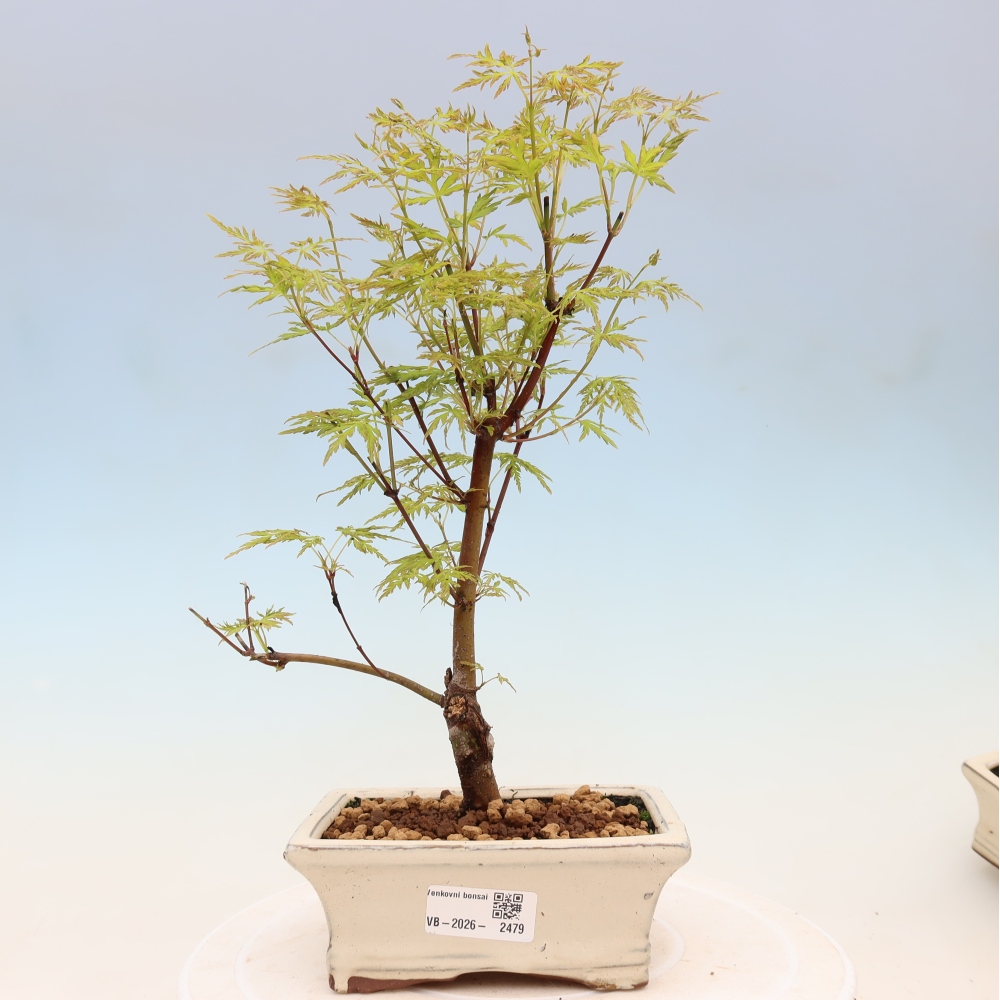Bonsai voor buiten - Acer palmatum Dissectum