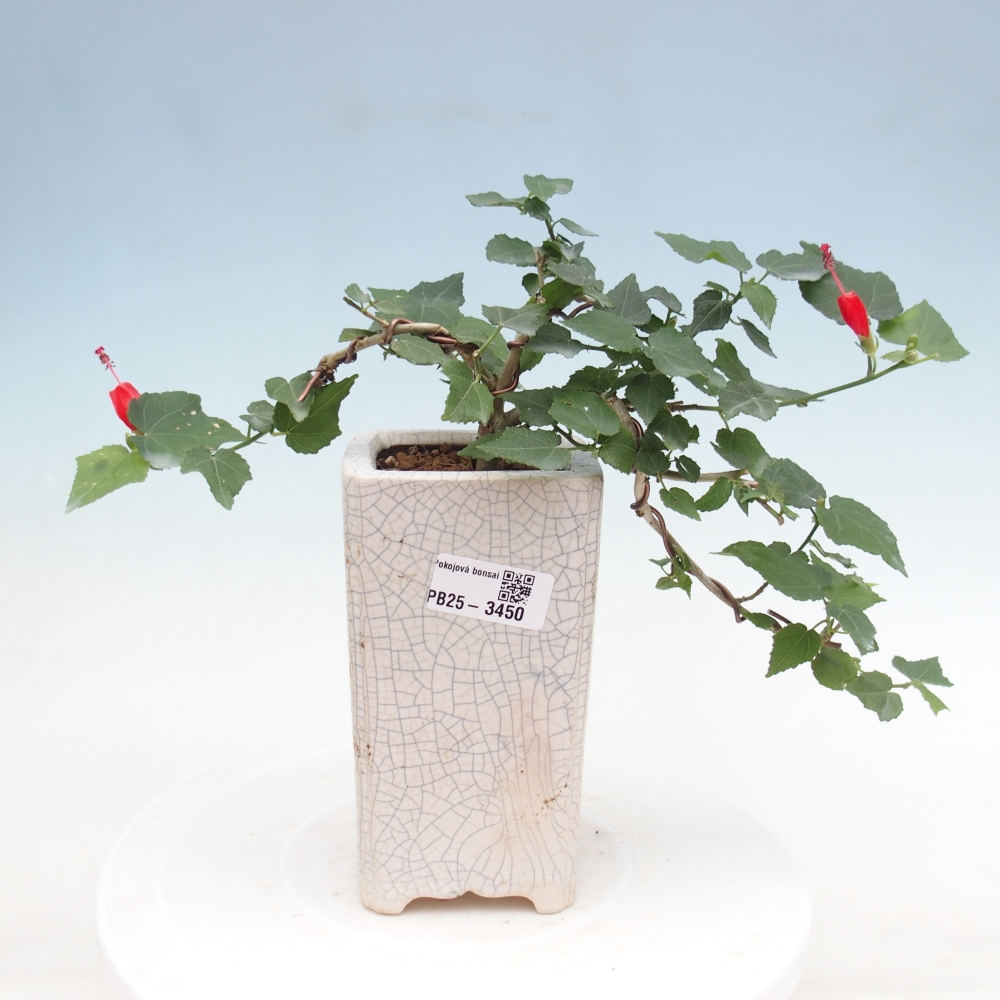 Bonsai voor binnen - Malvaviscus arboreus