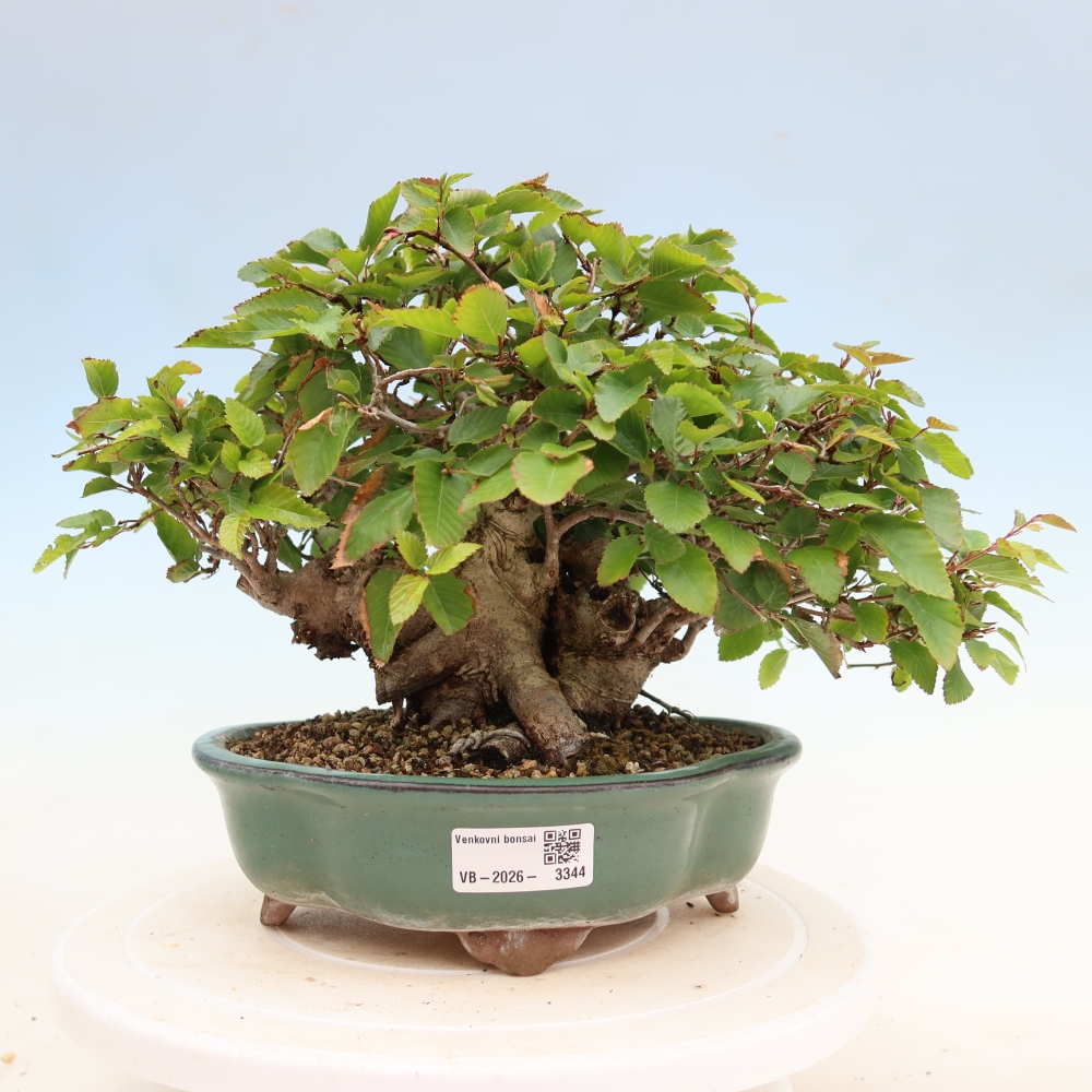 Bonsai voor buiten -Carpinus Coreana - Koreaanse haagbeuk