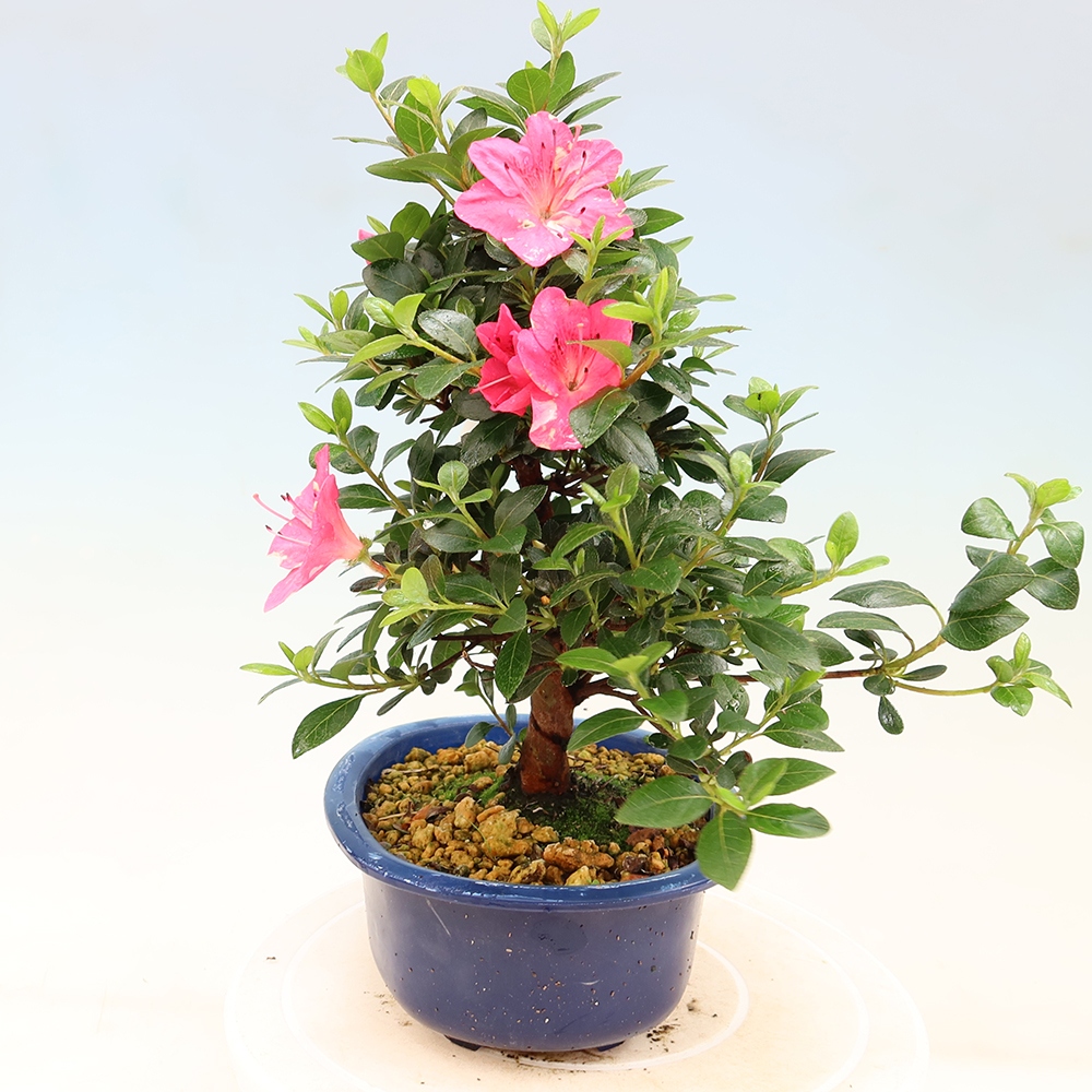 Bonsai voor buiten - Japanse Azalea - Azalea Kobai