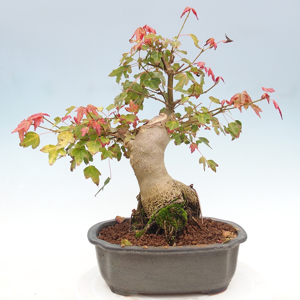 Bonsai voor buiten - Acer Buergerianum - Burgeresdoorn