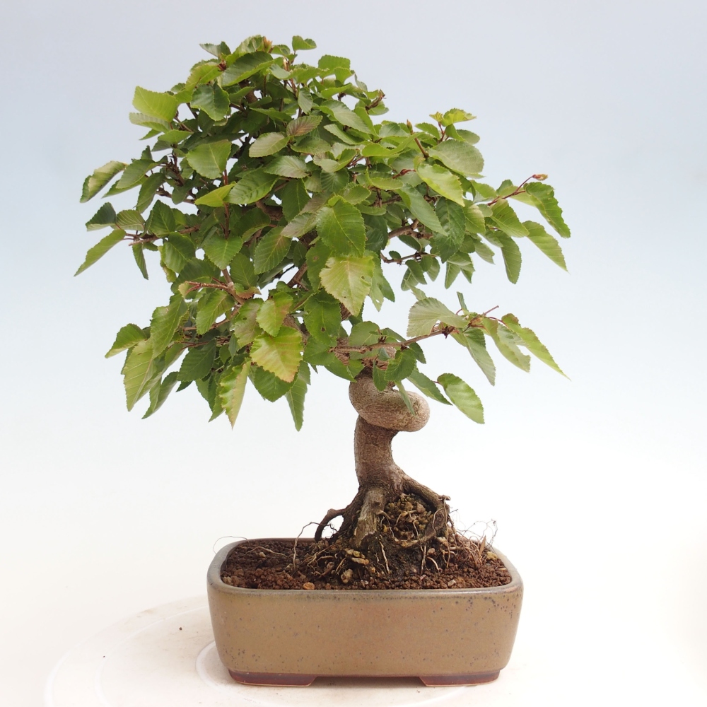 Bonsai voor buiten -Carpinus CARPINOIDES - Koreaanse haagbeuk