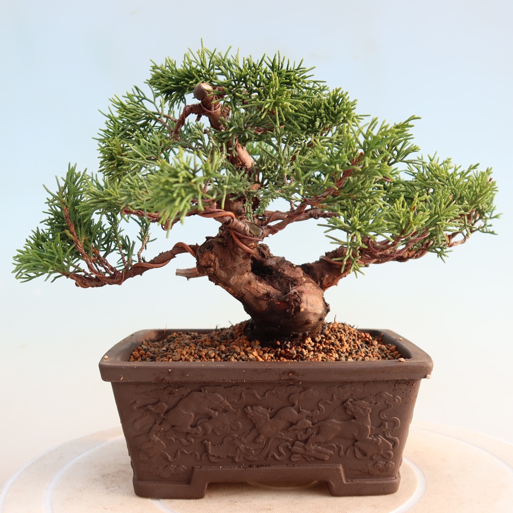 Bonsai voor buiten - Juniperus chinensis Itoigawa