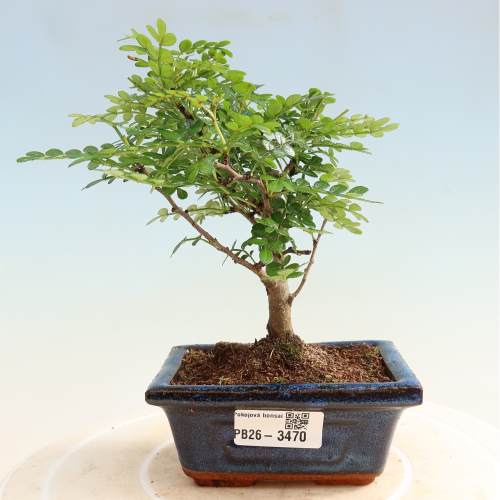 Kamerbonsai - Zantoxylum piperitum - peperboom